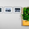 Mur végétalisé (modèle découverte) – Image 4